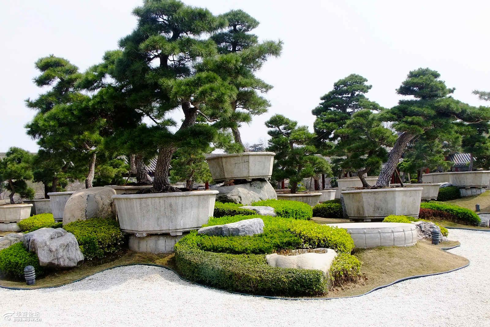 西安唐苑盆景之最