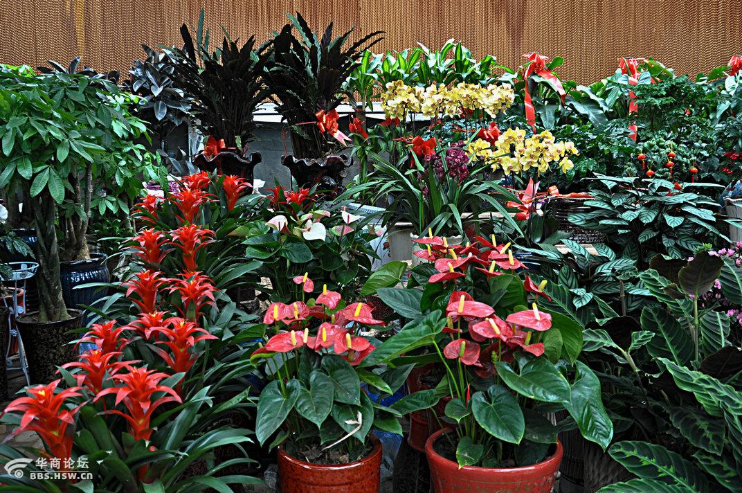 西安巨坤花卉中心