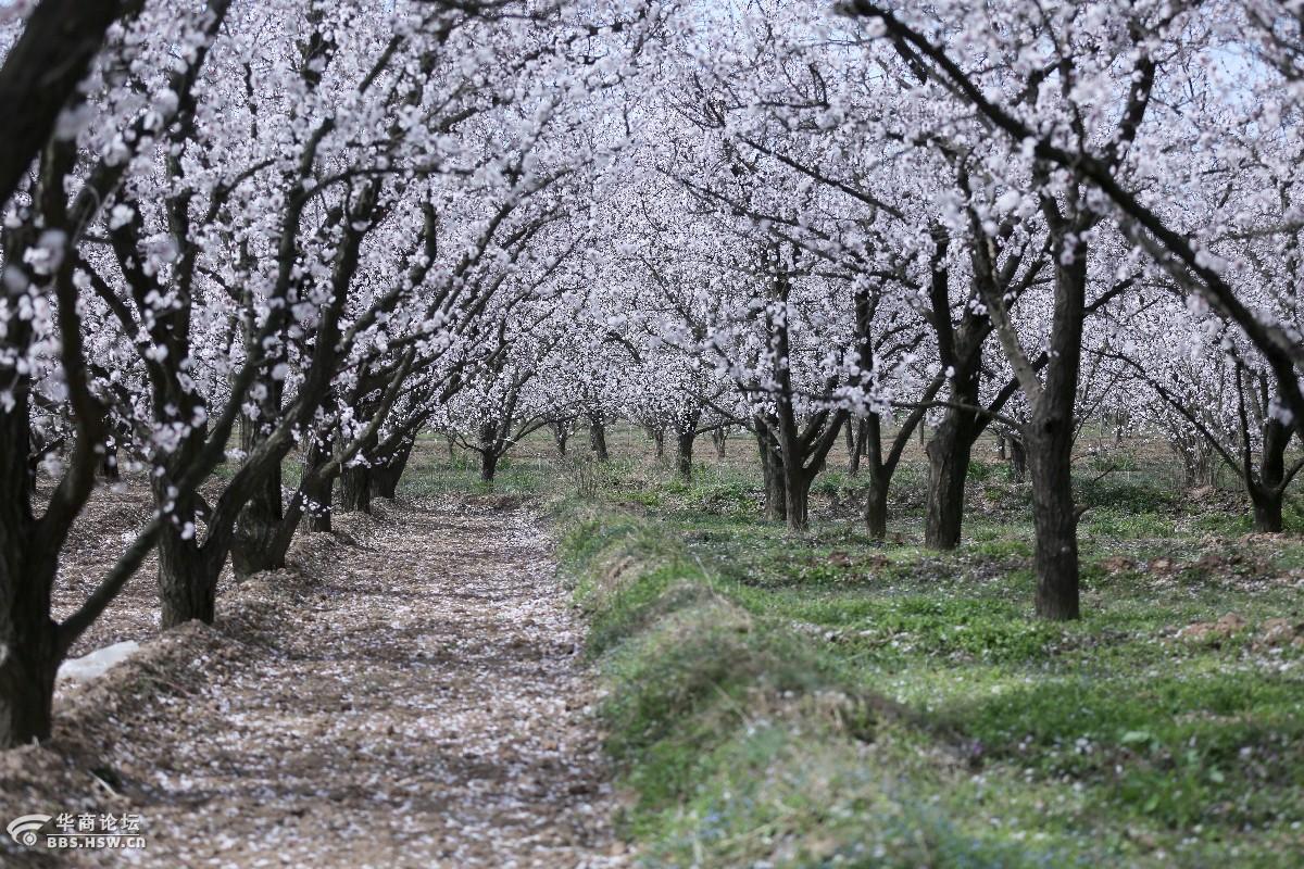泾阳县太平镇陈贠湾村杏花美