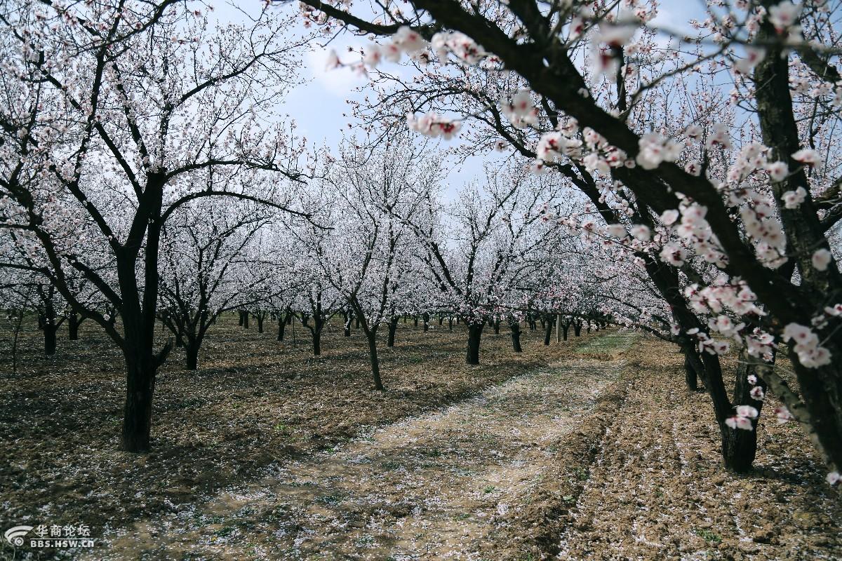 泾阳县太平镇陈贠湾村杏花美