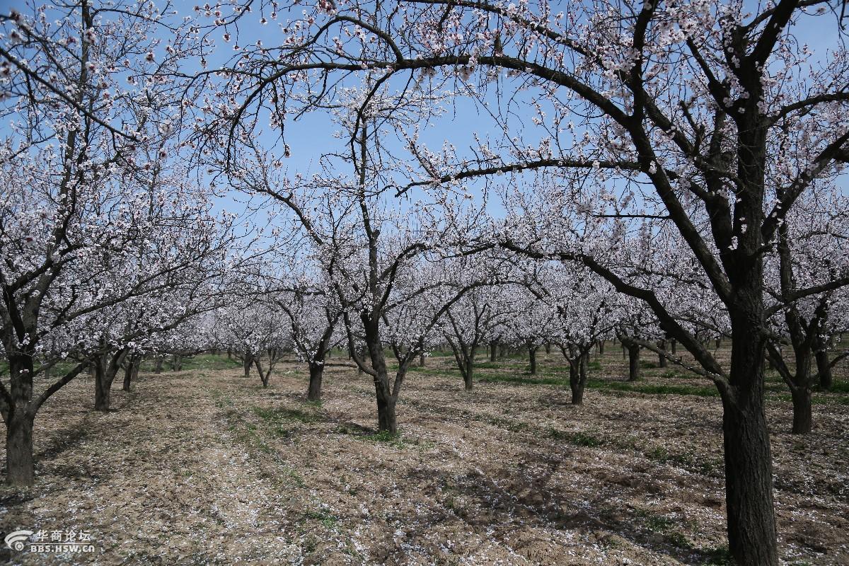 泾阳县太平镇陈贠湾村杏花美