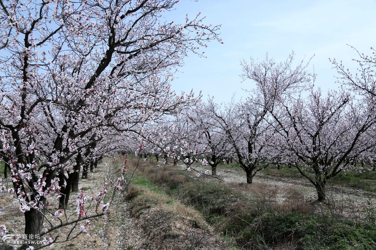 泾阳县太平镇陈贠湾村杏花美