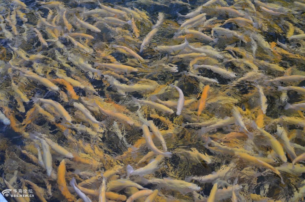 拍摄于秦岭核心保护区黄柏塬的金鳟鱼