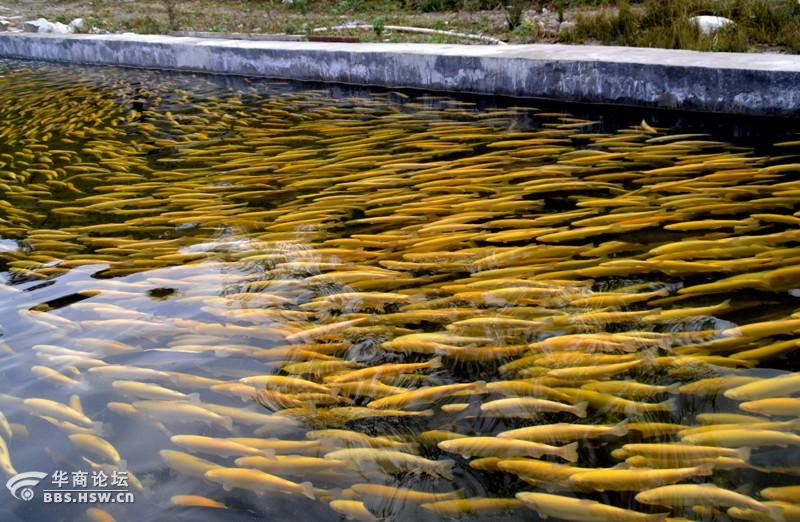 拍摄于秦岭核心保护区黄柏塬的金鳟鱼