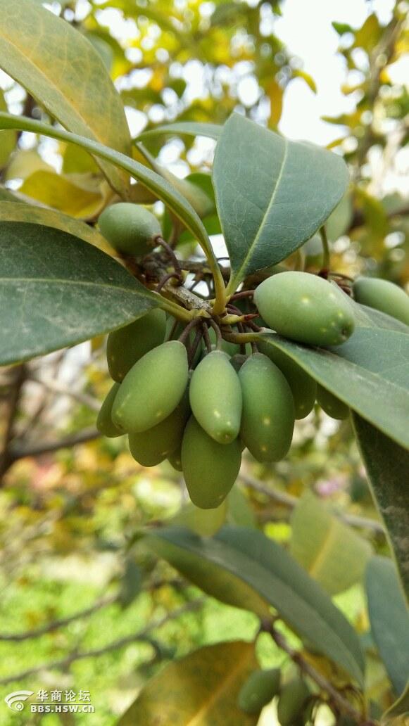 罕见的桂花果