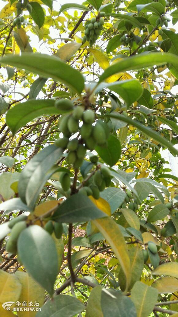 罕见的桂花果