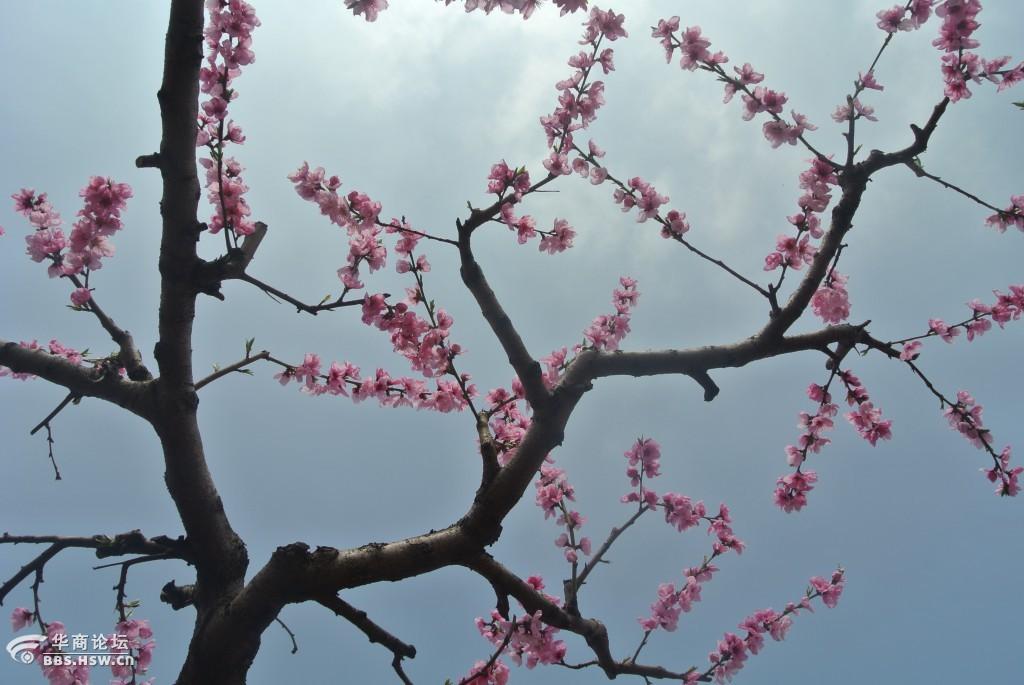 王莽万亩桃园赏花季随拍