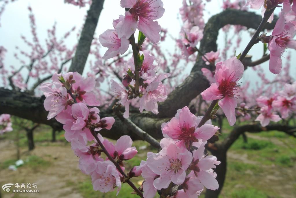 王莽万亩桃园赏花季随拍