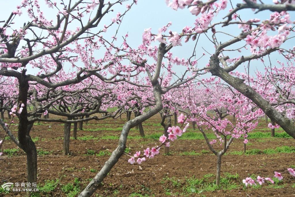 王莽万亩桃园赏花季随拍