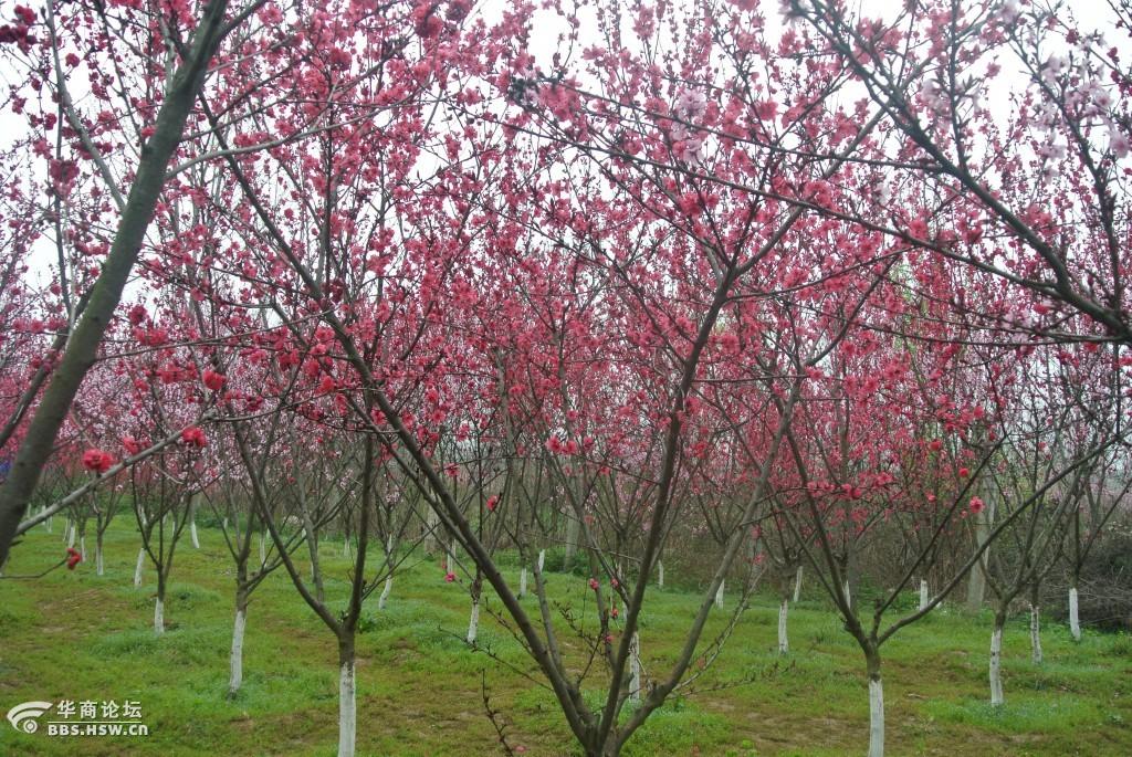 王莽万亩桃园赏花季随拍
