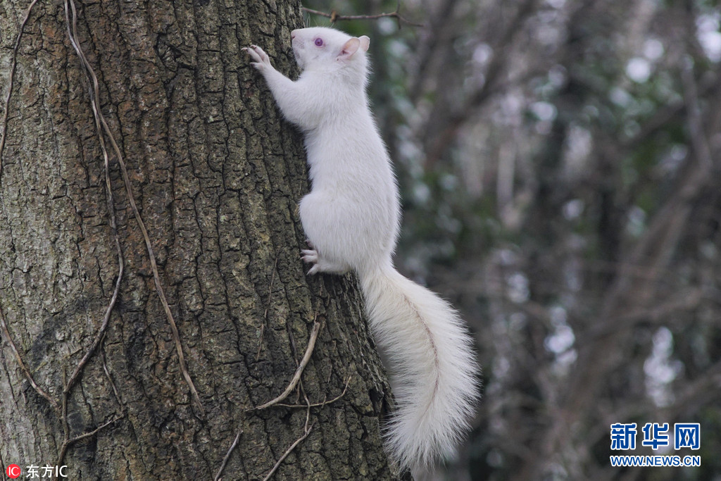 摄影师在英国公园捕获罕见白化松鼠呆萌又可爱