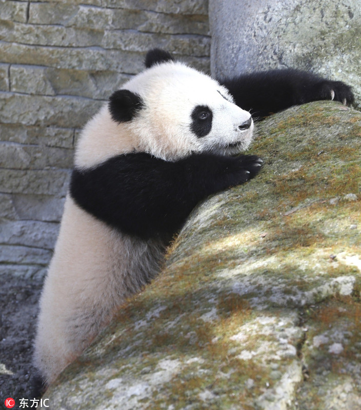 旅居西班牙大熊猫动物园内卖萌