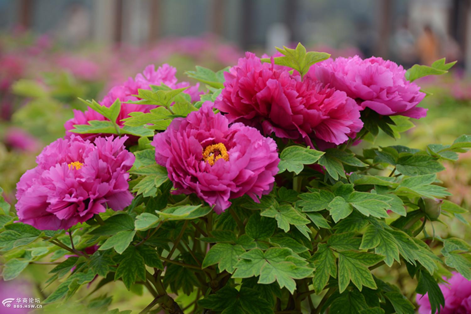 图拍花中君子洛阳红牡丹