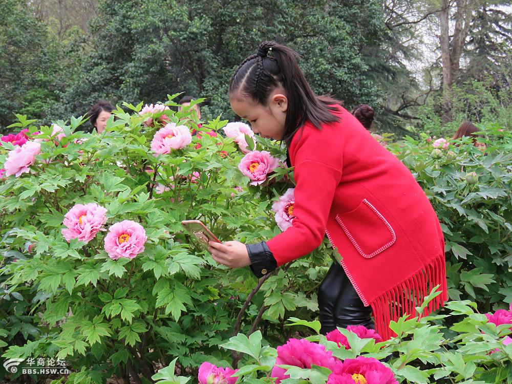 牡丹丛中玩自拍的小姑娘