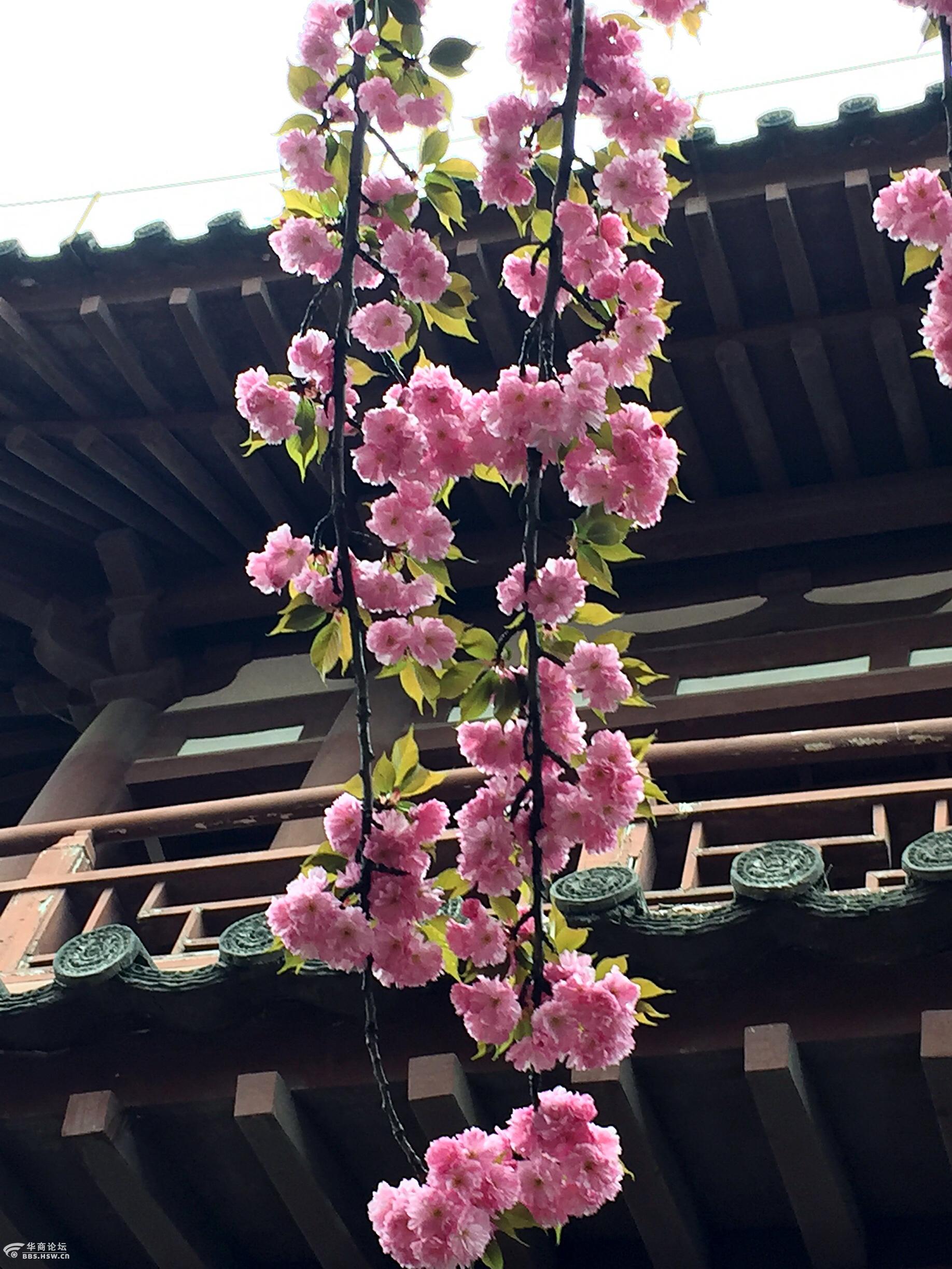 细雨轻飘乐游塬青龙寺里樱花绽