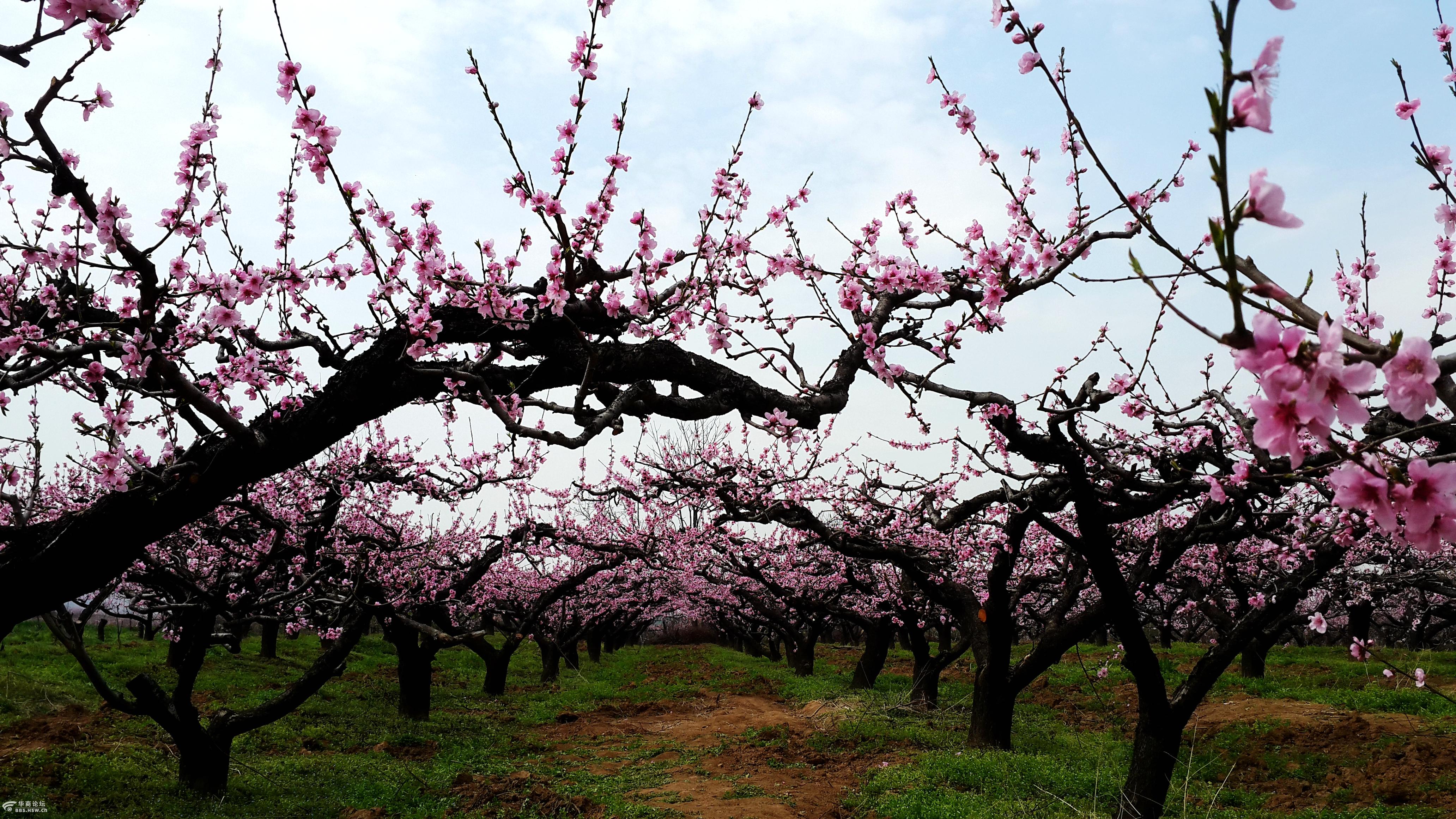 春的气色花草告诉你