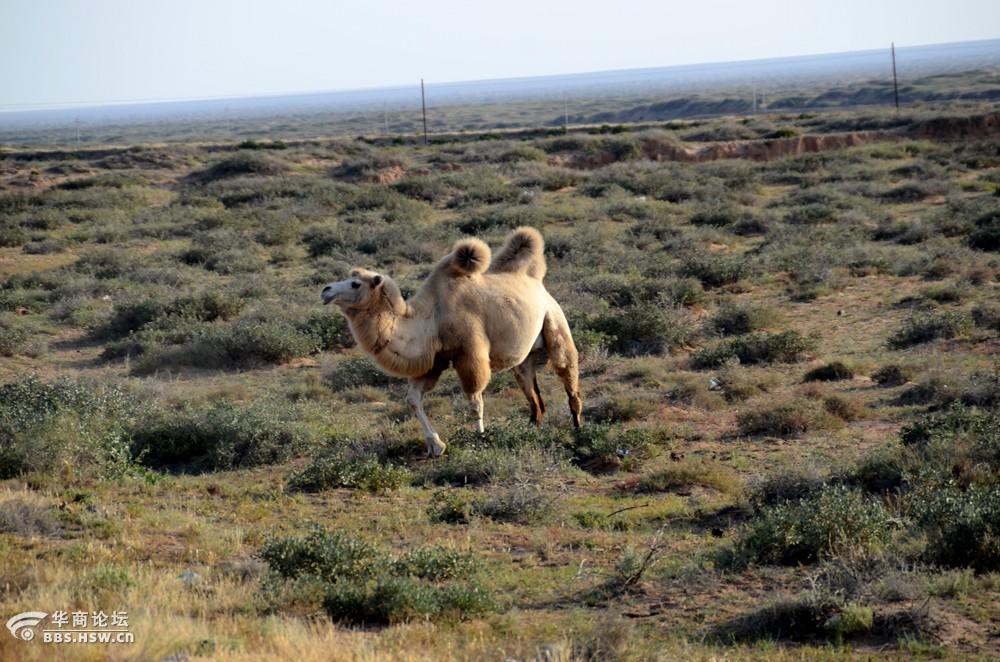 高原戈壁上的王者