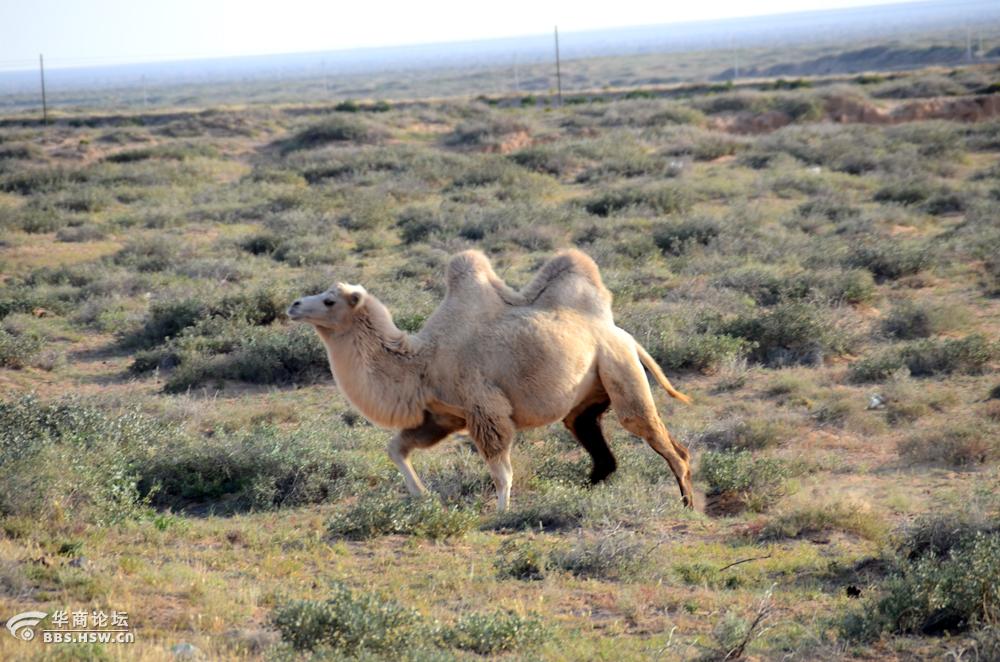 高原戈壁上的王者