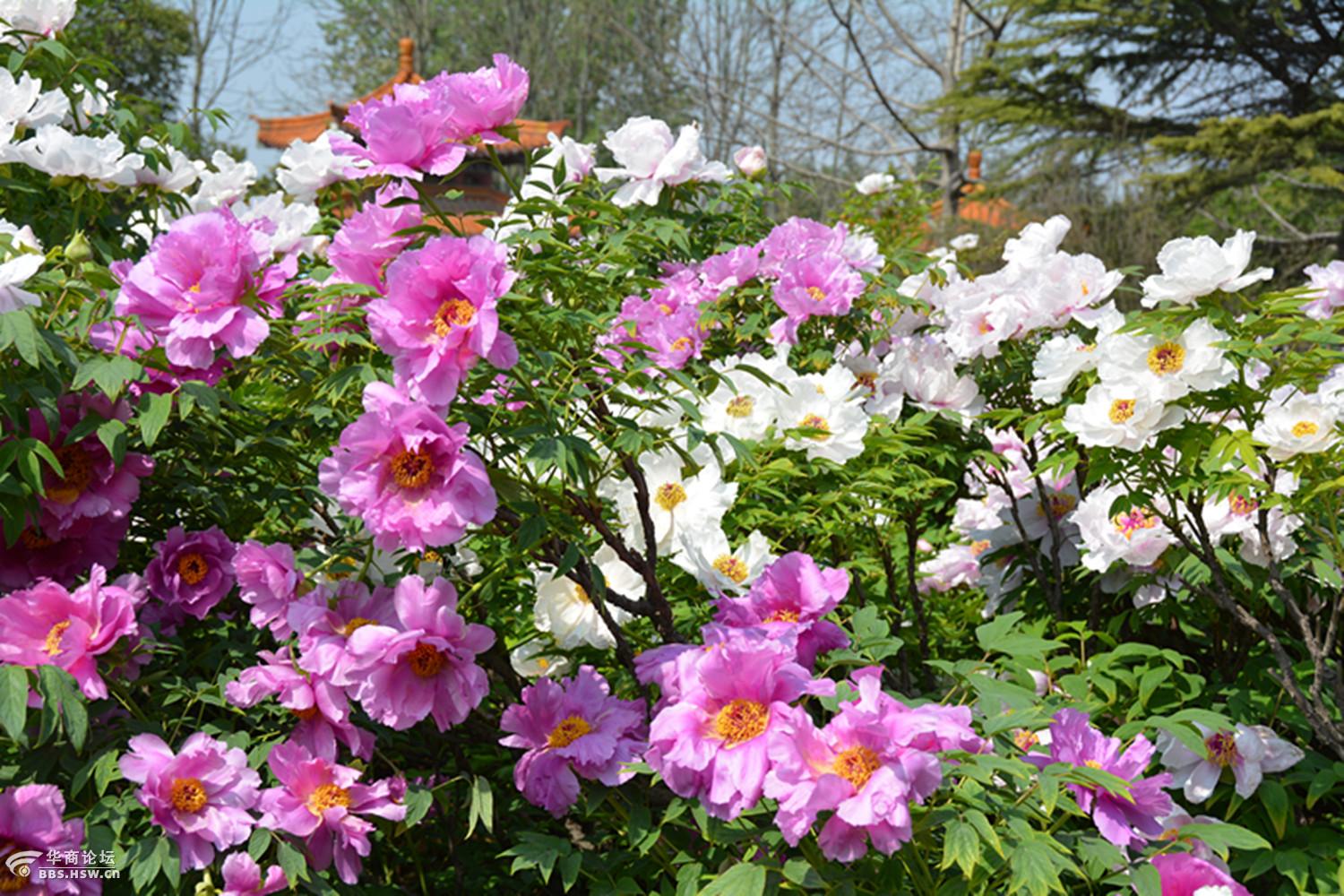 牡丹花海国花园