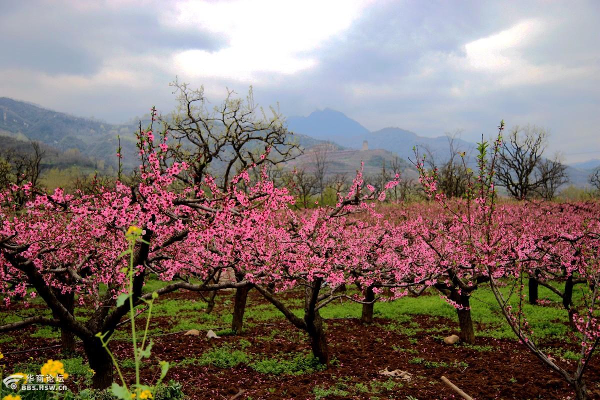公交游王莽万亩桃园土门峪人面桃花相映红