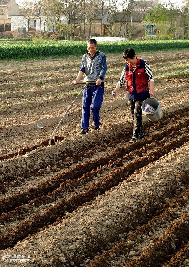 农民抓紧点种早熟玉米