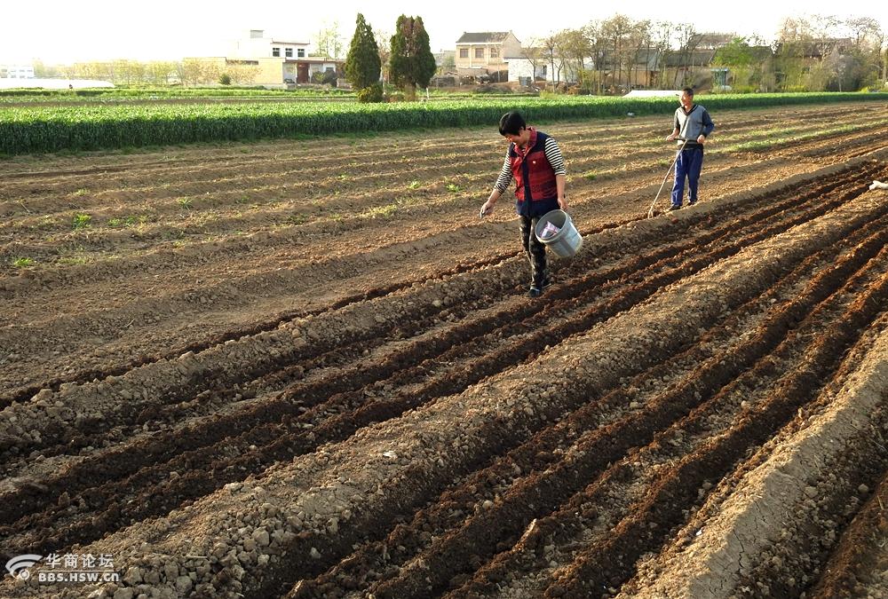 农民抓紧点种早熟玉米