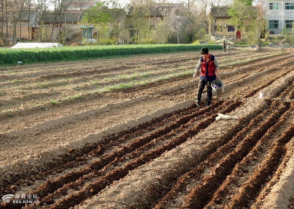 农民抓紧点种早熟玉米