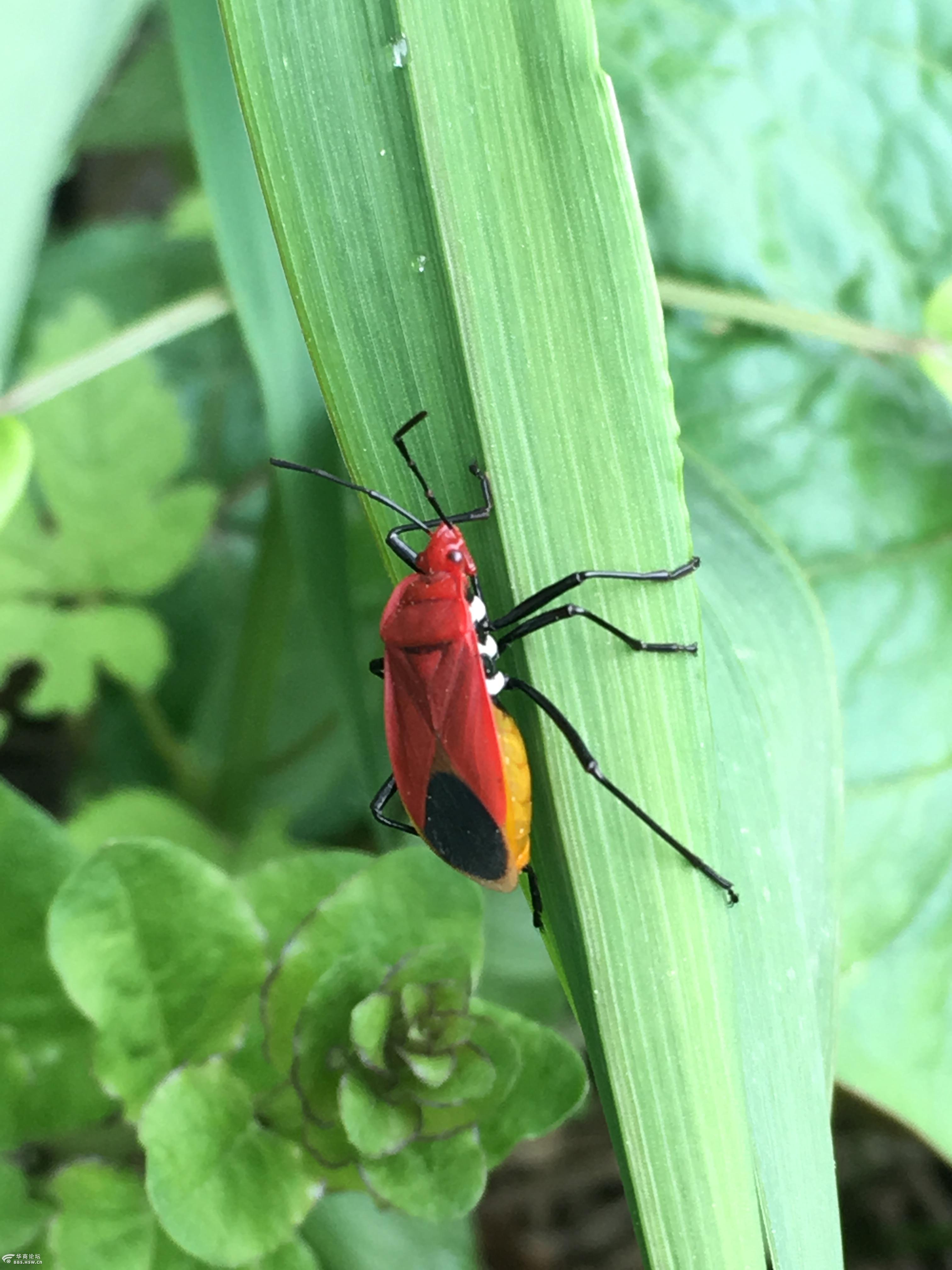 筒车湾招蜂引蝶之旅