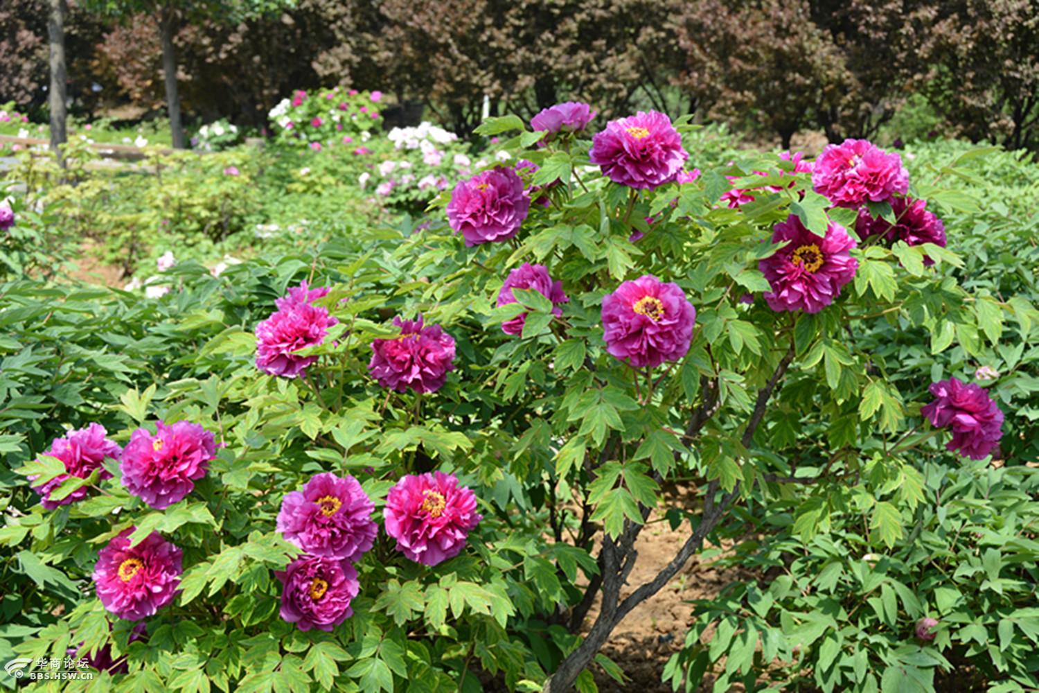 赏"千年牡丹王"就到洛阳国家牡丹园