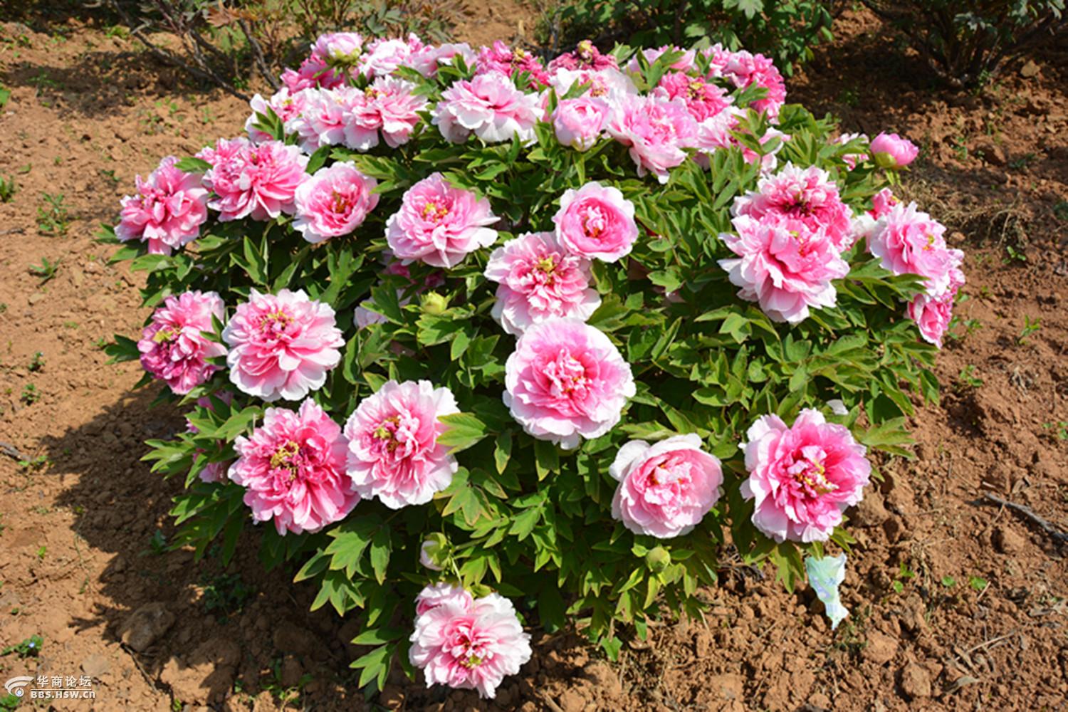 赏"千年牡丹王"就到洛阳国家牡丹园