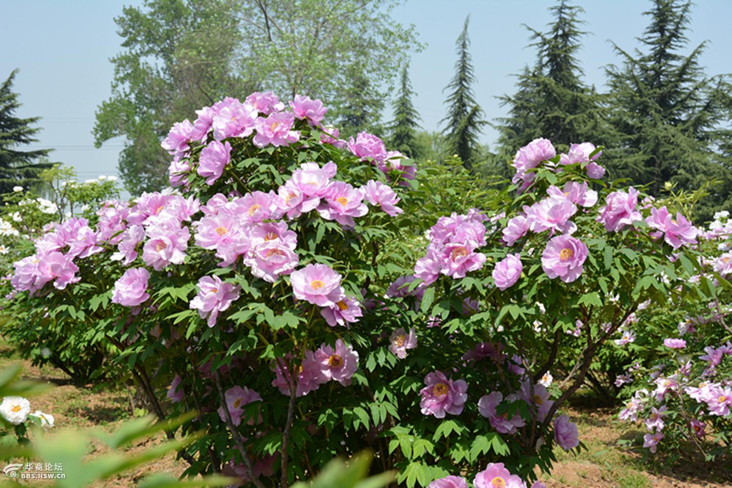 赏"千年牡丹王"就到洛阳国家牡丹园