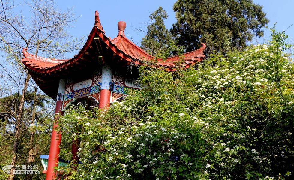 七里香花花香弥漫香溪洞景区