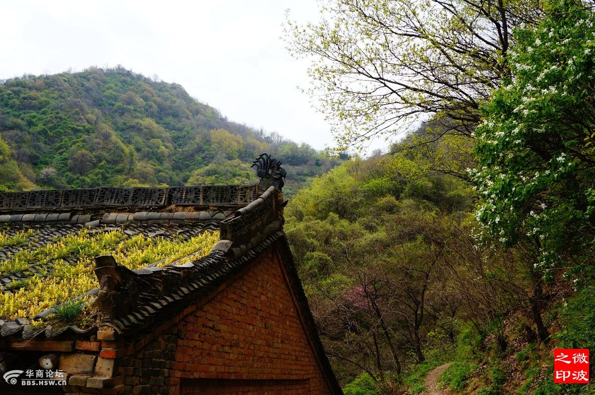 踏青赏花团标峪