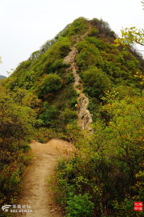 踏青赏花团标峪