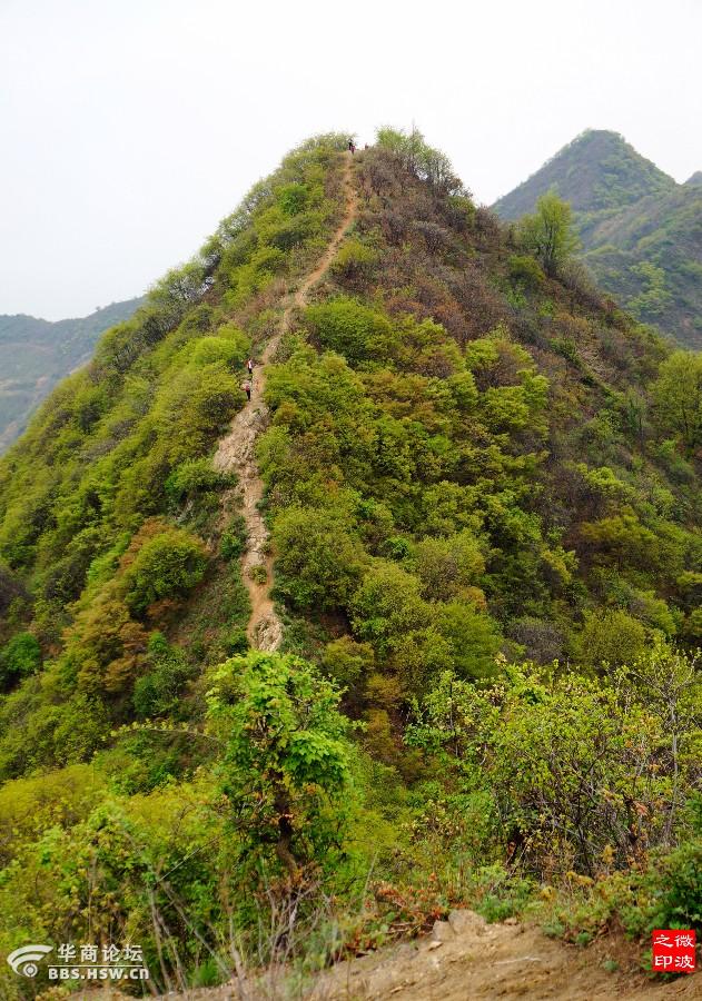 踏青赏花团标峪