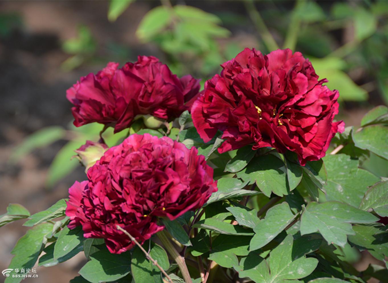 图拍中国国花园牡丹名品冠世墨玉