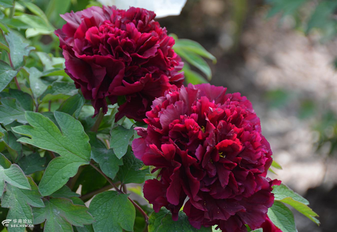 图拍中国国花园牡丹名品冠世墨玉