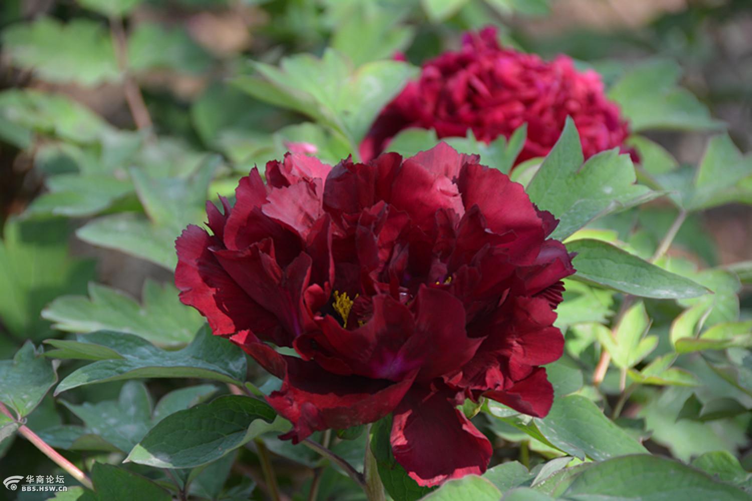 图拍中国国花园牡丹名品冠世墨玉