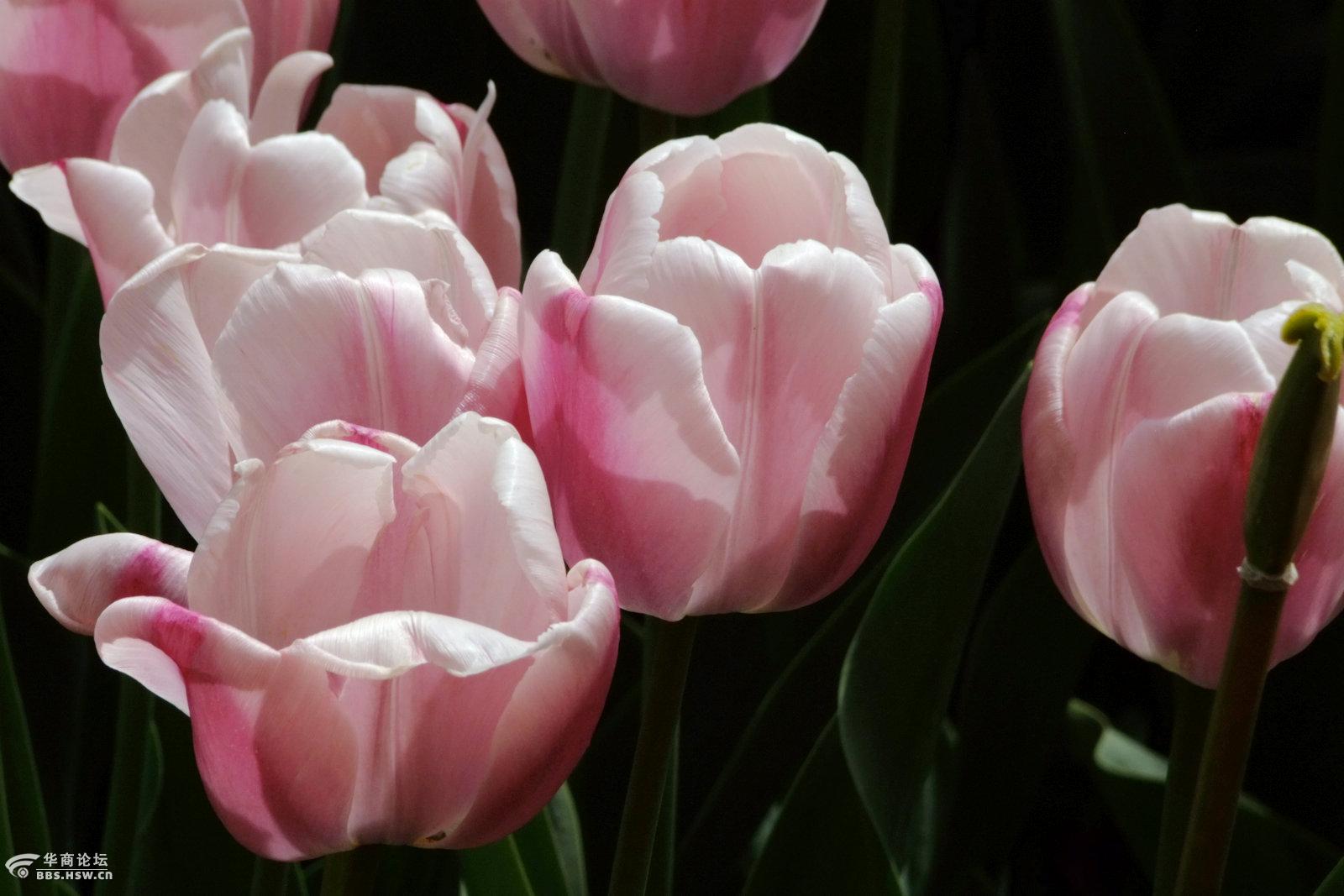 高贵典雅的花中皇后郁金香