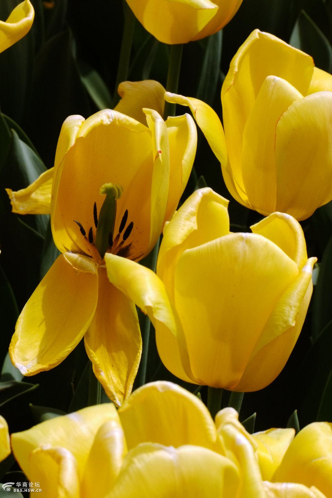 高贵典雅的花中皇后郁金香