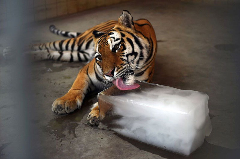 巴基斯坦高温 老虎舔冰解暑