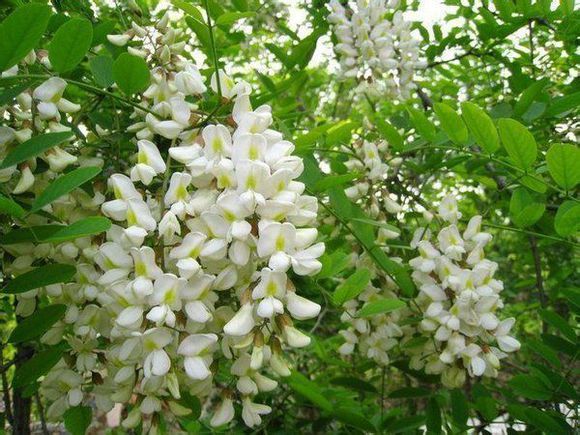 赏山越水户外5月4日周内特价贵妃故里野河山槐花节采摘一日行