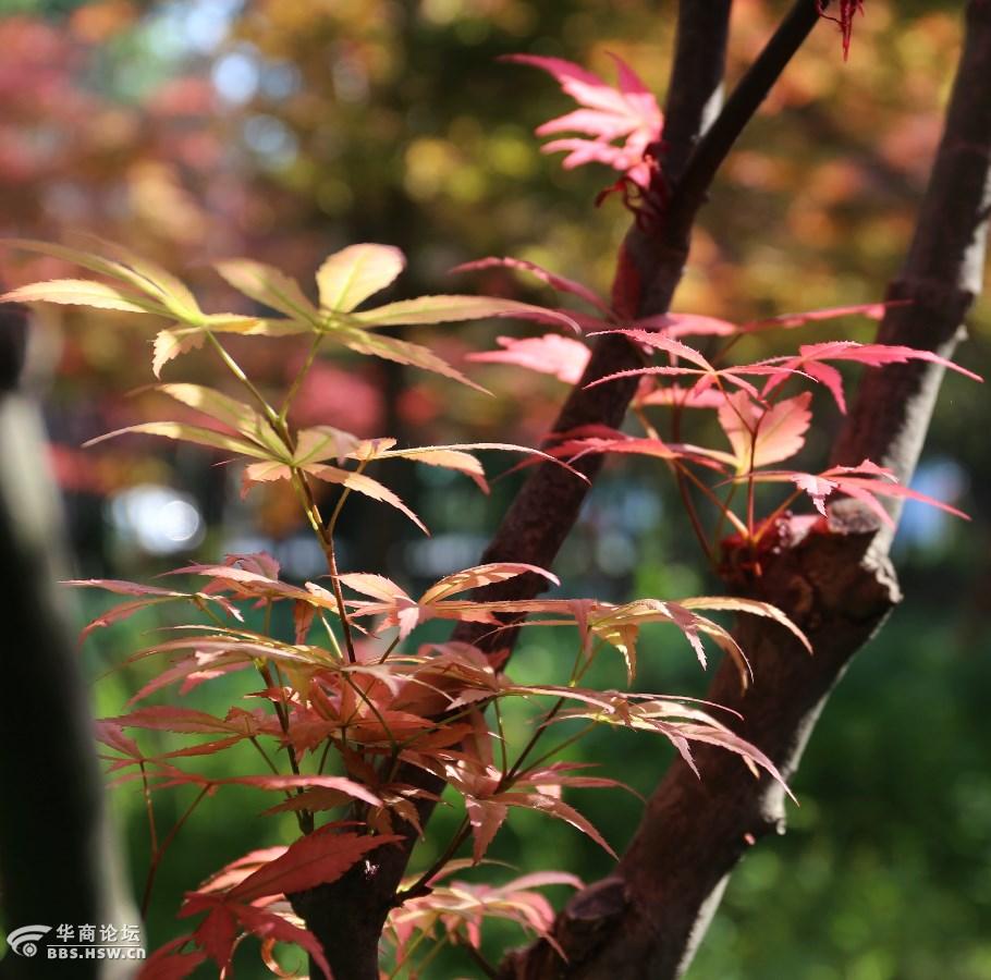 红枫花从未留意过的美