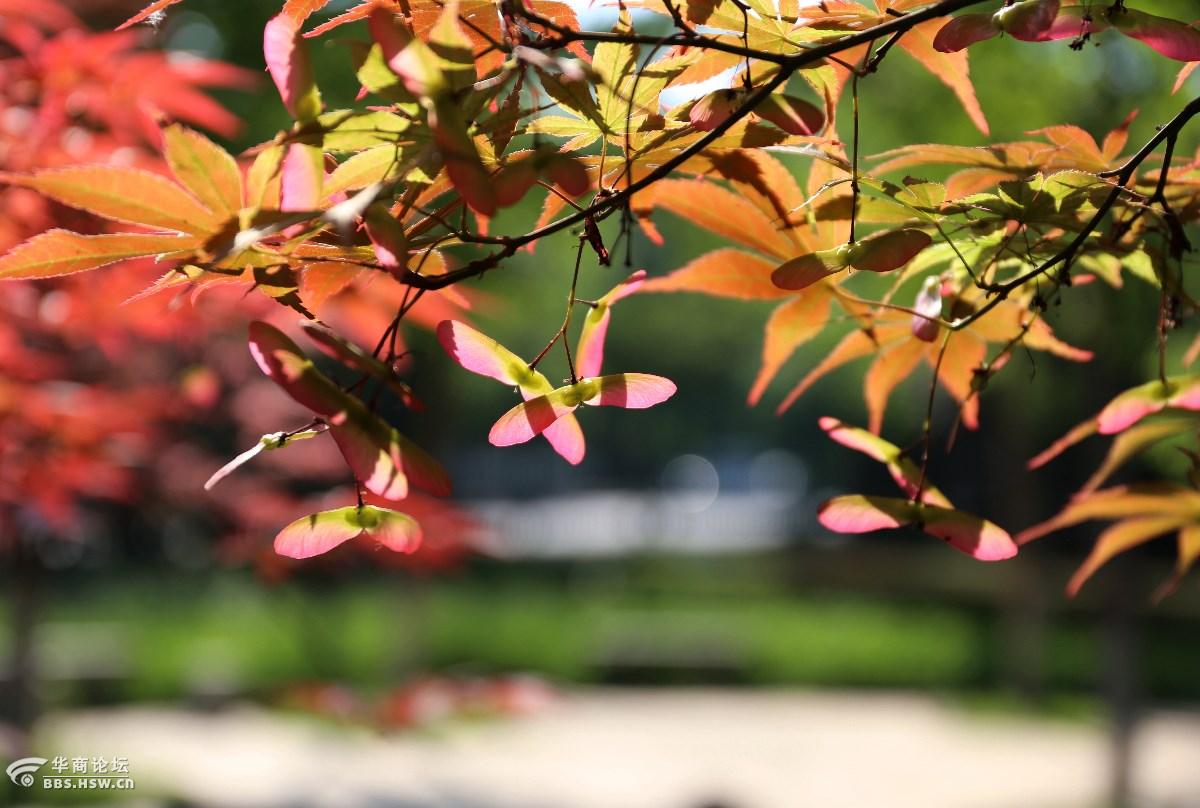 红枫花从未留意过的美