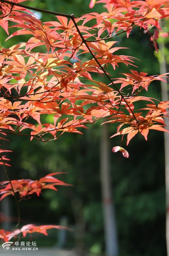 红枫花之美