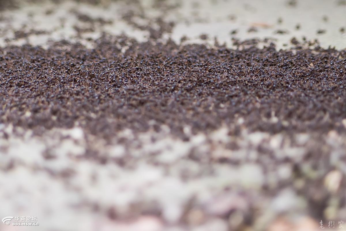 蚂蚁大兵团密集恐惧症者勿入