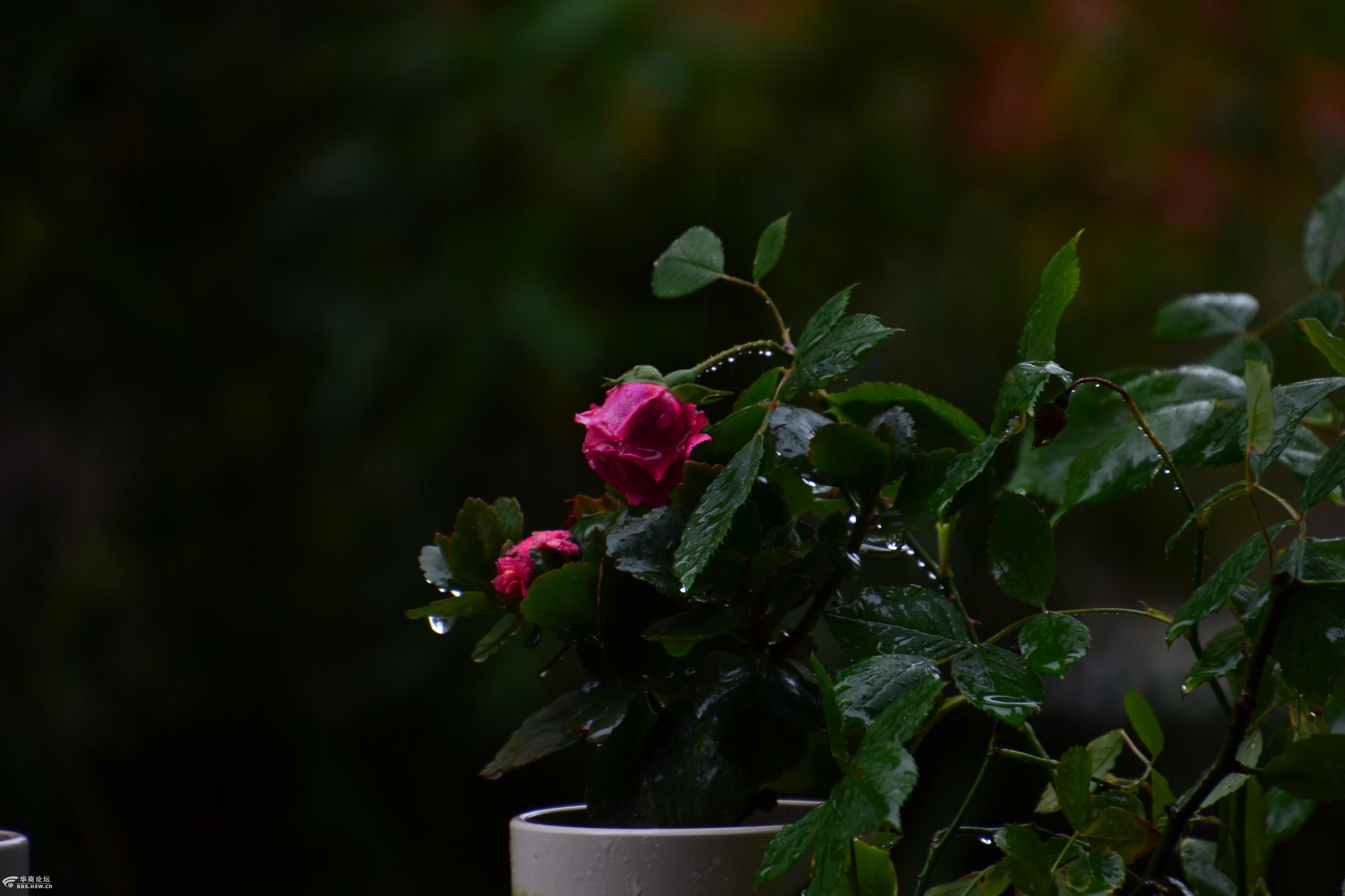 窗外随拍雨中即景
