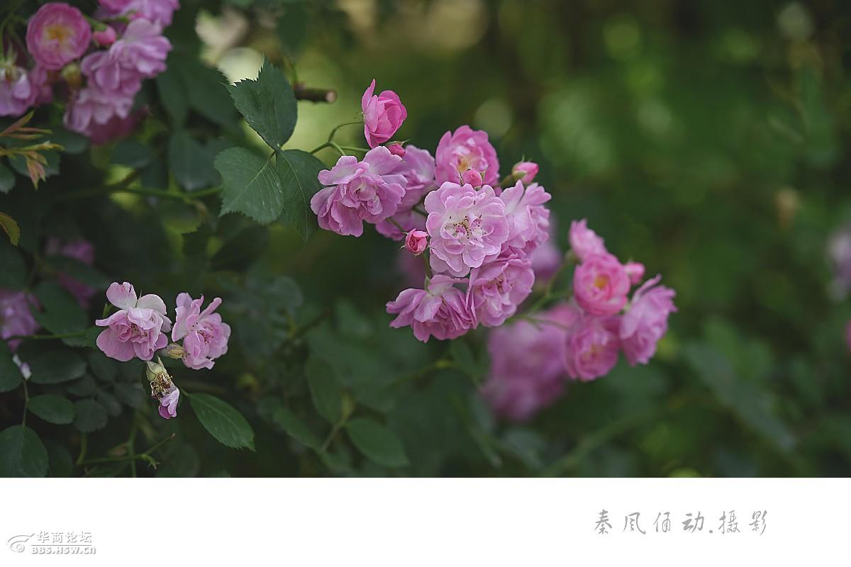 青龙寺随拍蔷薇