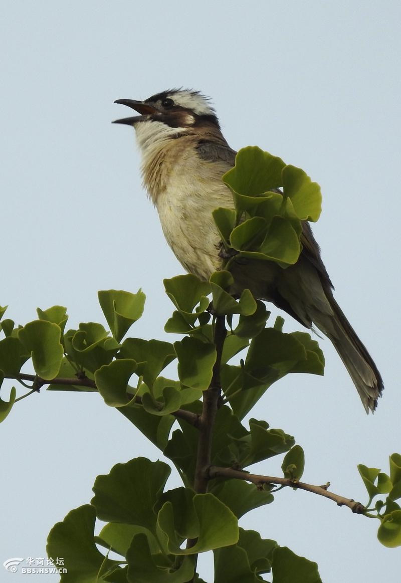 绿树丛中听鸟鸣