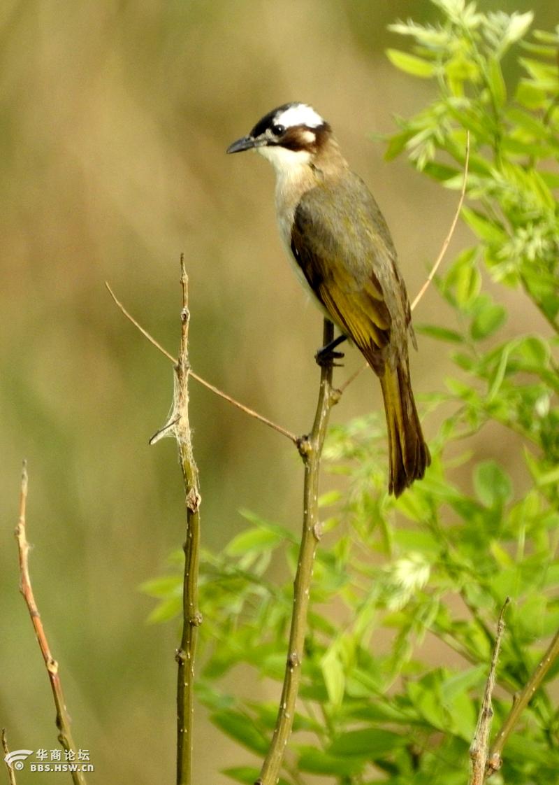 绿树丛中听鸟鸣